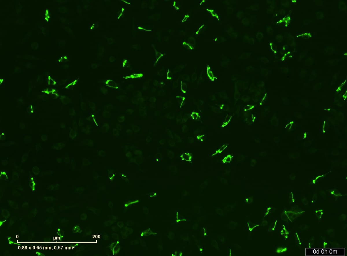 Filamentation MO FITC REP1